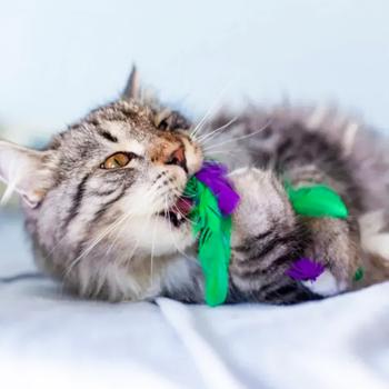 Іграшка для котів Petstages Krazy Kale 17 см - купить, цены на MasterZoo - фото 2