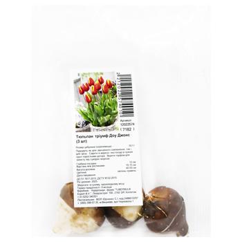Triumph Dow Jones Tulip Bulbs 3pcs - buy, prices for ULTRAMARKET - photo 1