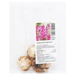 Sweet Love Gladiolus Bulbs 3pcs