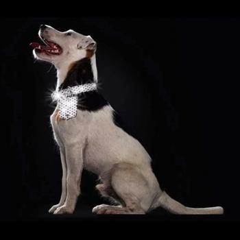 Collar Hunter - buy, prices for MasterZoo - photo 5