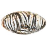 Salted Anchovy in Oil