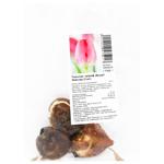 Bulb Without brand Netherlands