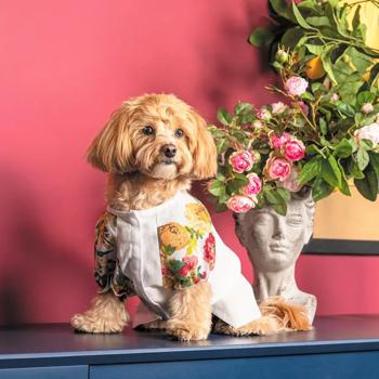 Shirt Pet fashion - buy, prices for MasterZoo - photo 5
