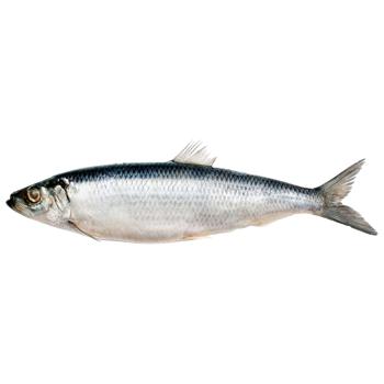 Frozen Herring