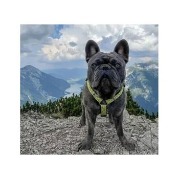 Leash Max and molly Germany - buy, prices for MasterZoo - photo 6