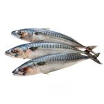 Fish atlantic mackerel
