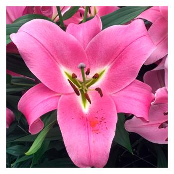 Лилия OT гибрид гигантская Corinthe 1шт - купить, цены на Таврия В - фото 1