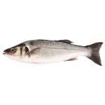 Fish seabass european fresh Greece