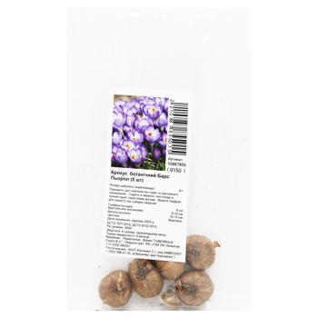 Bulb of Botanical Crocus Barrs Purple 5pcs - buy, prices for MegaMarket - photo 1