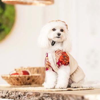Shirt Pet fashion - buy, prices for MasterZoo - photo 5