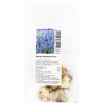 Armenicum Muscari Bulb 5pcs