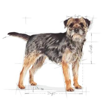 Royal Canin Mini Sterilized Adult Dry Food for Sterilized Dogs of Small Breeds with Excess Weight 3kg - buy, prices for MasterZoo - photo 2