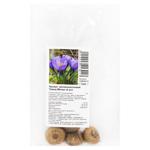 Large-Flowered Grand Metre Crocus Bulb 4pcs