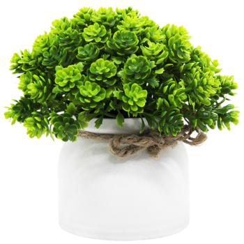 Ornamental plant 14cm China - buy, prices for Auchan - photo 1