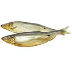 Fish Good Cold Smoked Herring