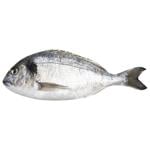 Fish gilt-head bream fresh Greece