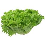 lettuce iceberg Without brand 1pc Ukraine