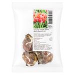 Bulb of Full Early Tulip Monte Orange 3pcs