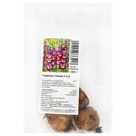 Siashor Gladiolus Bulbs 3pcs