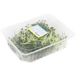 Radish Microgreen 50g