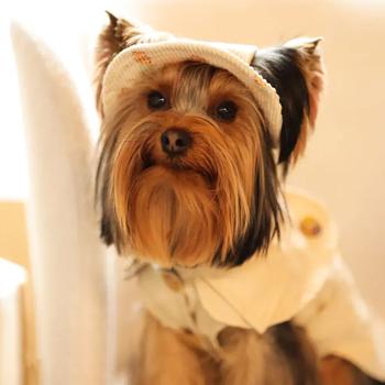 Панама для собак Hat-Dog Ананас р.XL бежевий - купити, ціни на MasterZoo - фото 4