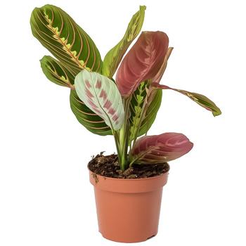 Maranta Fascinator 12/25 - buy, prices for Auchan - photo 1