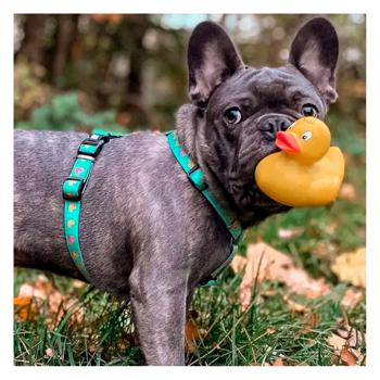 Max and Molly H-Harness Каченята шлея для собак 43-51 см - різнокольоровий - купить, цены на MasterZoo - фото 3