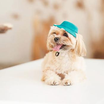 Pet Fashion Rob панама для собак S - купити, ціни на MasterZoo - фото 5