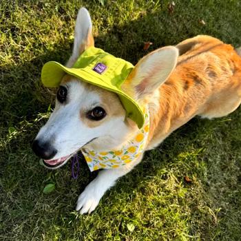 Панама для собак Hat-Dog р.M лаймовий - купити, ціни на MasterZoo - фото 4