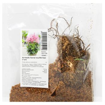 Country and Western Astilbe Rhizome 1pc - buy, prices for Za Raz - photo 1