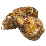 Fin de Clair Oyster №1