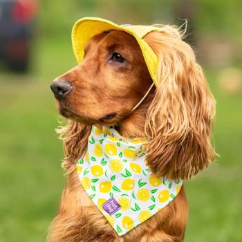 Hat-Dog Panama Hat for Dogs s.L Yellow - buy, prices for MasterZoo - photo 4