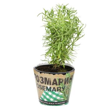 Rosemary in Pot 200g - buy, prices for - photo 3