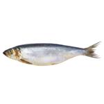 Mildly Salted Herring 400+