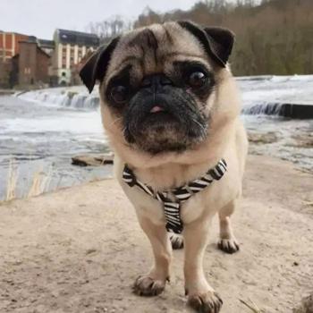 Max and Molly H-Harness Зебра шлея для собак 33,5-41 см - різнокольоровий - купить, цены на MasterZoo - фото 6
