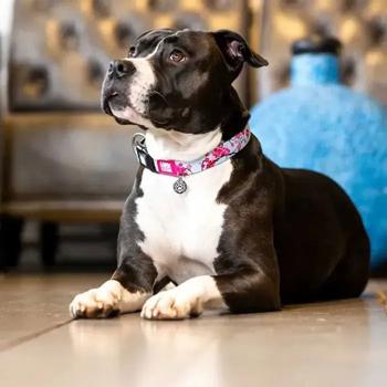Max and Molly Smart ID Polyester Dog Collar with QR Code 35-55cm / 25mm with Cherry Blossom Print - buy, prices for MasterZoo - photo 5