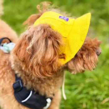 Hat-Dog Panama Hat for Dogs s.XL Yellow - buy, prices for MasterZoo - photo 5