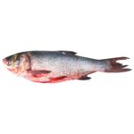 Толстолобик чищенной