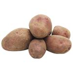 Young Red Potatoes Ukraine