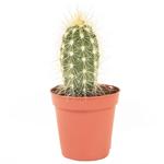 Cactus Mix 6/20