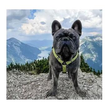 Max and Molly H-Harness Ківі шлея для собак 53-69 см - різнокольоровий - купить, цены на MasterZoo - фото 4