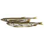 Dom Factor Cold Smoked Capelin