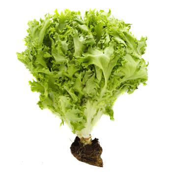 Galicia Greenery Frize Salad in Pot 100g - buy, prices for - photo 2