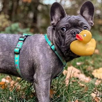 Max and Molly H-Harness Каченята шлея для собак 53-69 см - різнокольоровий - купить, цены на MasterZoo - фото 5