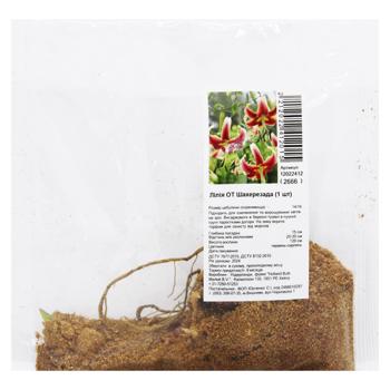 OT Scheherazade Lily Bulb 1pc - buy, prices for MegaMarket - photo 1