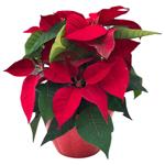 Flowers plant poinsettia