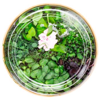 Mikrolyub King Kong Mix Microgreen 140g - buy, prices for WINETIME - photo 2