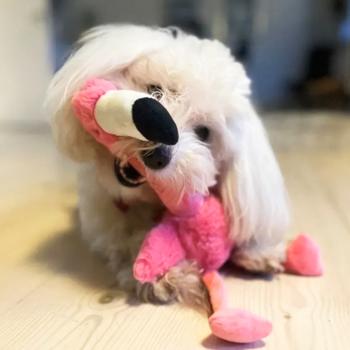 Игрушка для собак Kong Shakers Honkers Flamingo с пищалкой S 32см - купить, цены на MasterZoo - фото 3