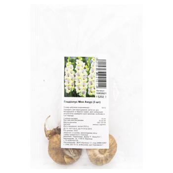 Mont Amour Gladiolus Bulbs 3pcs