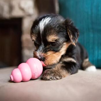 Іграшка Kong Puppy груша-годівниця для цуценят мініатюрних порід XS 5,72см - купити, ціни на MasterZoo - фото 3